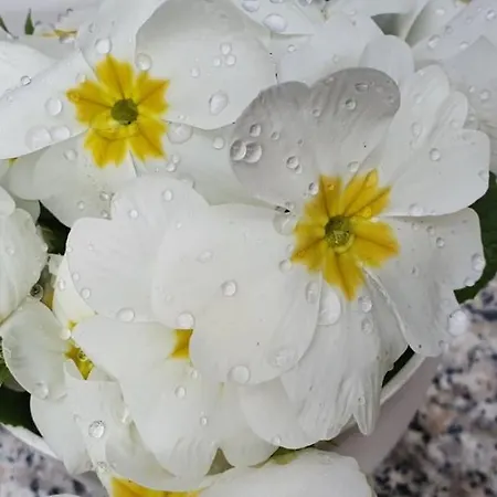 Apartment Daisy Pula